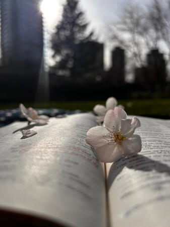 The word blossoms like spring, 2025, Photography